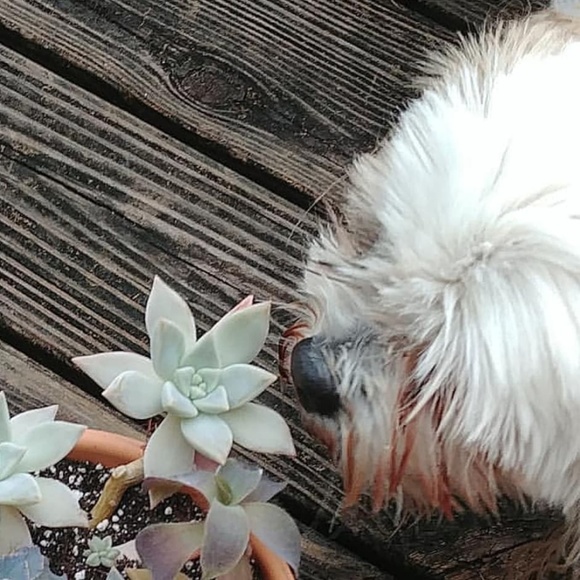 Stop And Smell The Succulents! - Picture 3 of 4